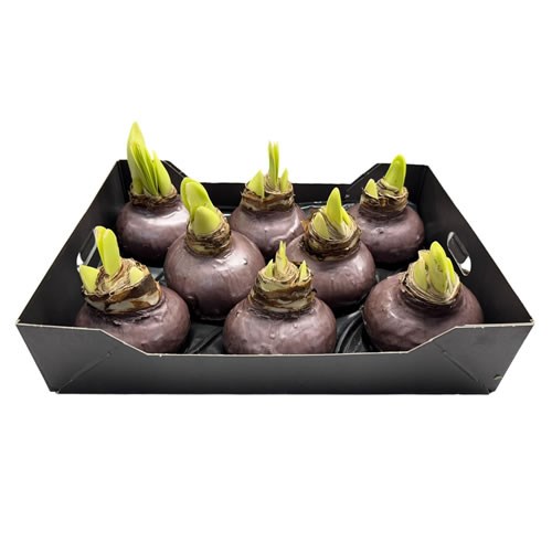 Amaryllis Bulbs - Waxed Taupe