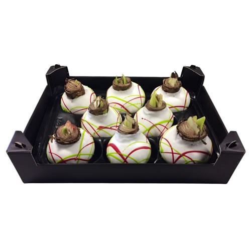 Amaryllis Bulbs - Waxed White & Stripes