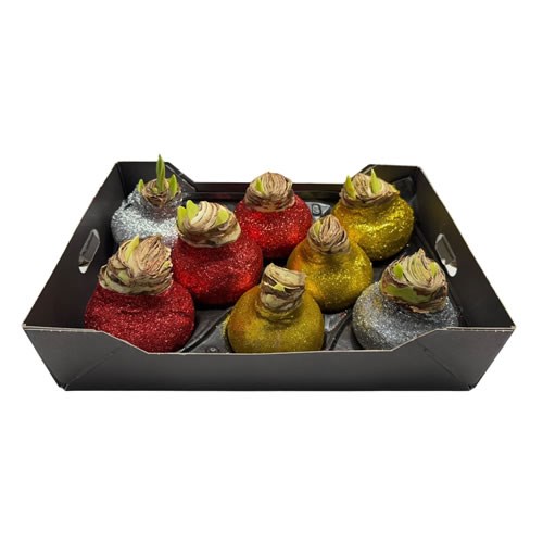 Amaryllis Bulbs - Waxed Xmas Metallic Glitter Mix