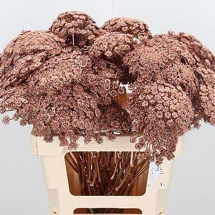 Ammi Majus Dyed Copper