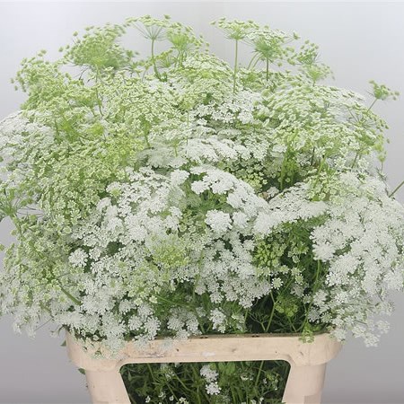 Ammi Majus (Extra)