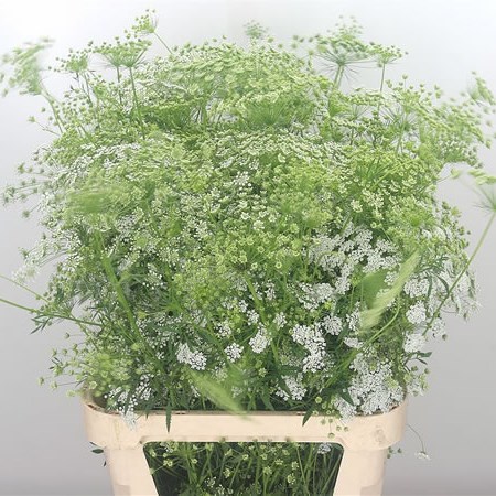 Ammi Majus (Fine)