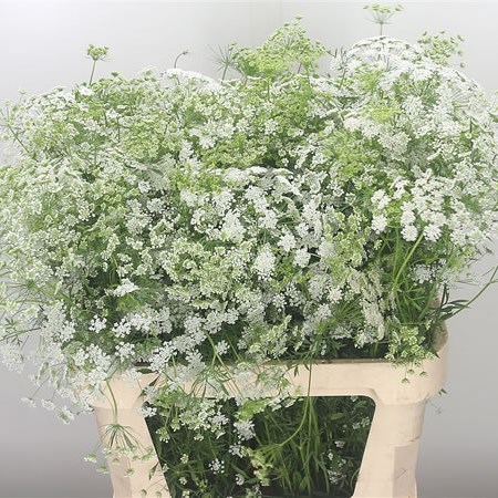 Ammi Majus (Fine)
