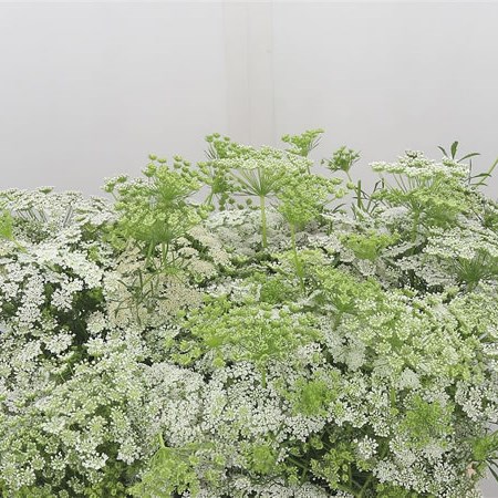 Ammi Majus Graceland