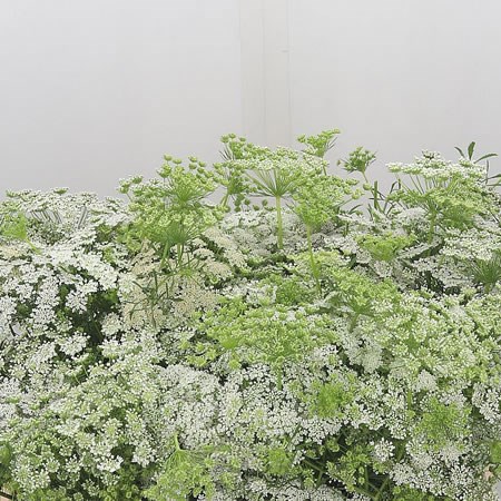Ammi Majus Graceland