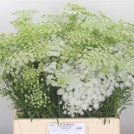Ammi Majus Graceland