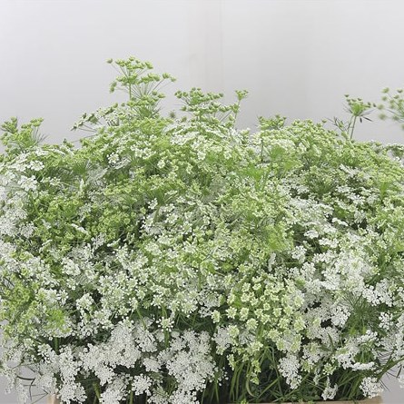 Ammi Majus Graceland