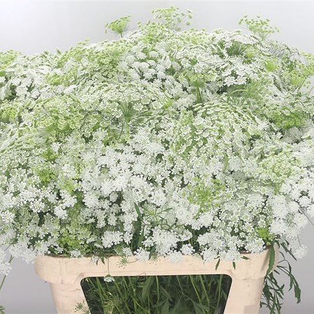 Ammi Majus Graceland