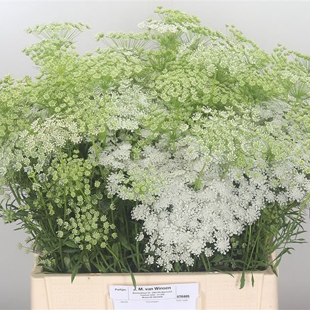 Ammi Majus Graceland