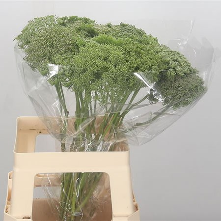Ammi Majus Green Mist