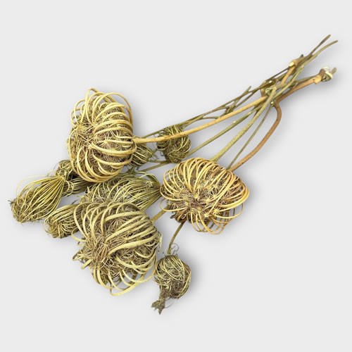 Ammi Majus Natural (Dried)
