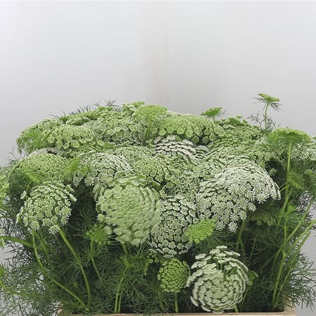 Ammi Majus Visnaga