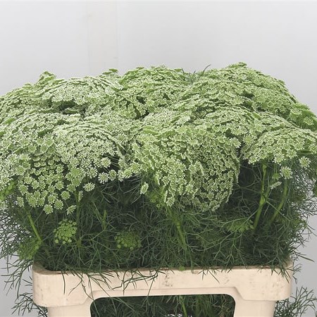 Ammi Visnaga Casablanca