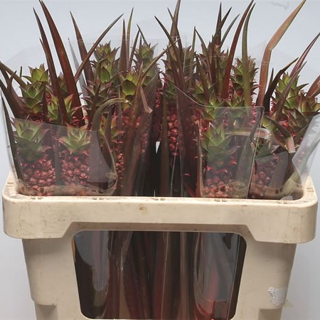 Ananas Lucidus (Pineapple Flowers)