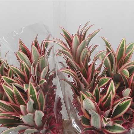 Ananas Medium (Pineapple Flowers)