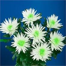 Anastasia Bull's Eye Green