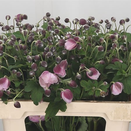 Anemone Autumn Pink