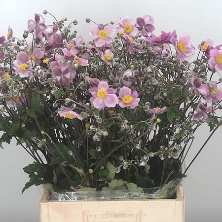 Anemone Autumn Pink