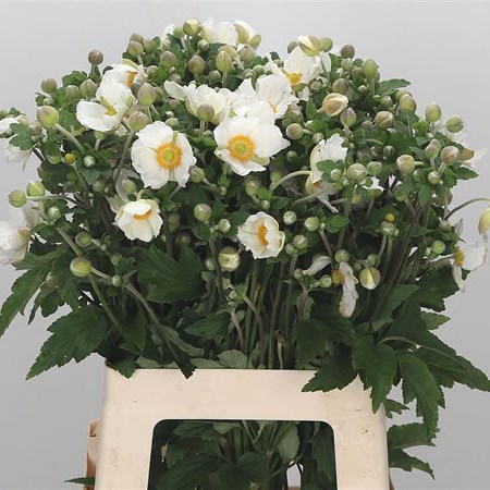 Anemone Autumn White