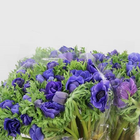 Anemone Blue