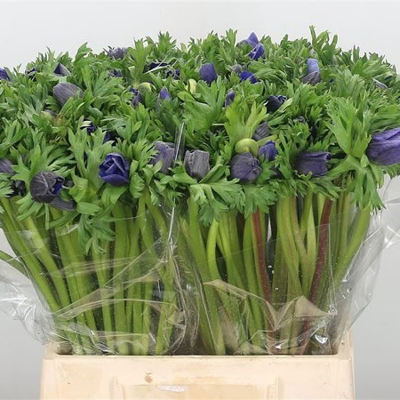 Anemone Blue