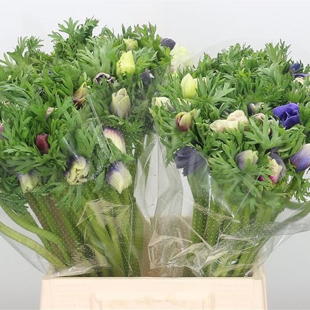 Anemone Blue Celeste