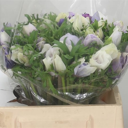 Anemone Blue Celeste Mistral