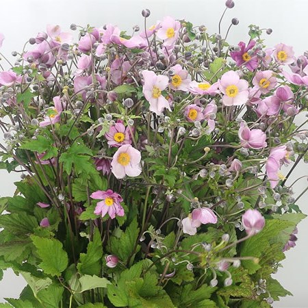Anemone Buiten Pink