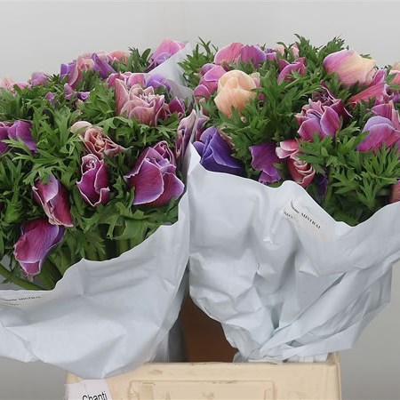 Anemone Cenere Mistral