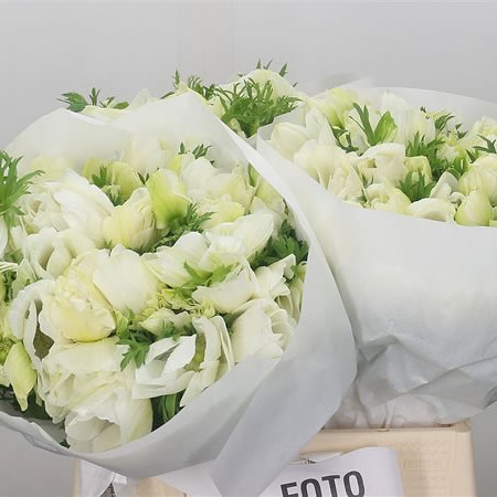 Anemone Flashy Milky White