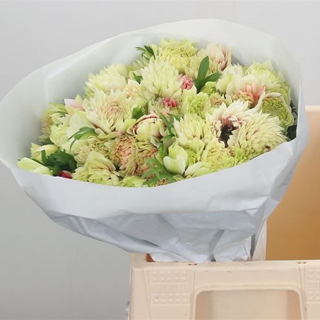 Anemone Fullstar Bi-colour