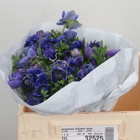 Anemone Fullstar Blue