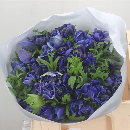 Anemone Fullstar Blue
