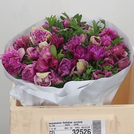 Anemone Fullstar Orchid