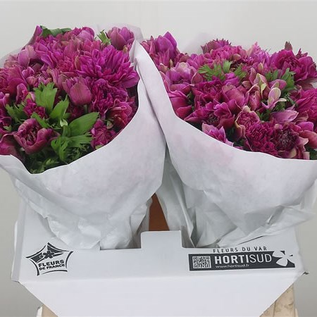 Anemone Fullstar Orchid