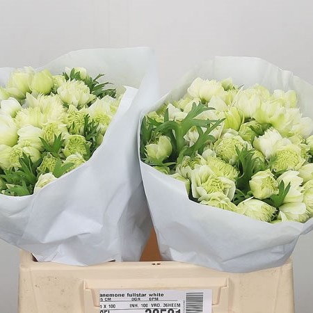 Anemone Fullstar White