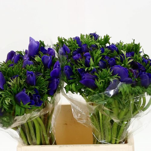 Anemone Galil Blue