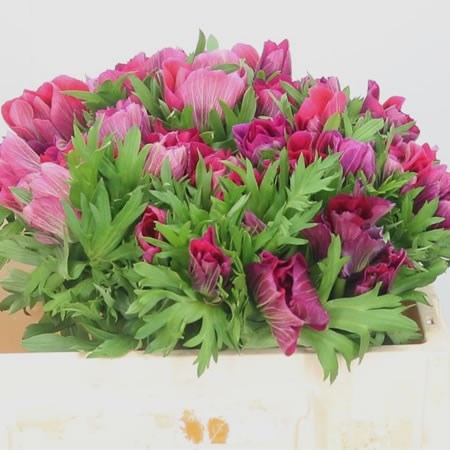 Anemone Magenta Mistral