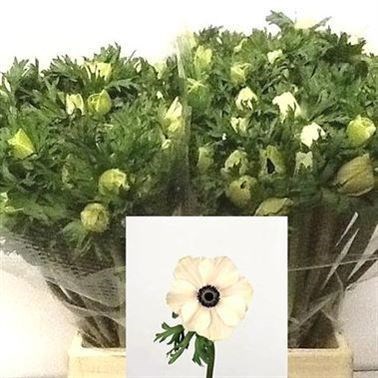 Anemone Marianne Panda 