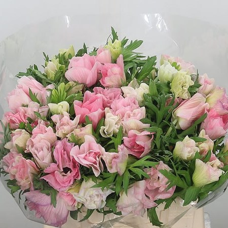 Anemone Marianne Pink 
