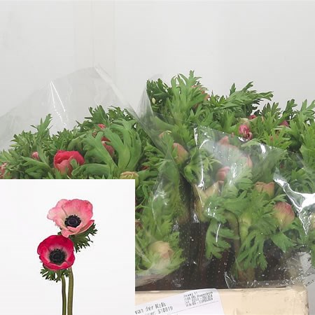 Anemone Marianne Pink