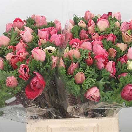 Anemone Marianne Pink 