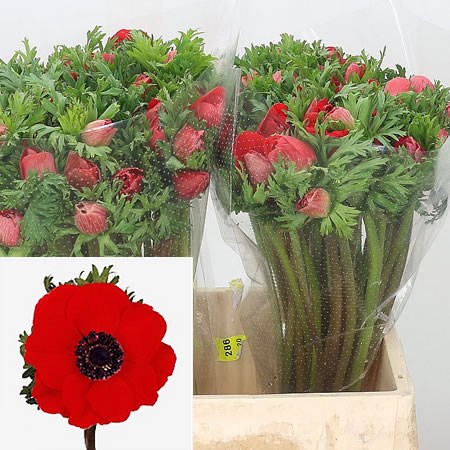Anemone Marianne Red