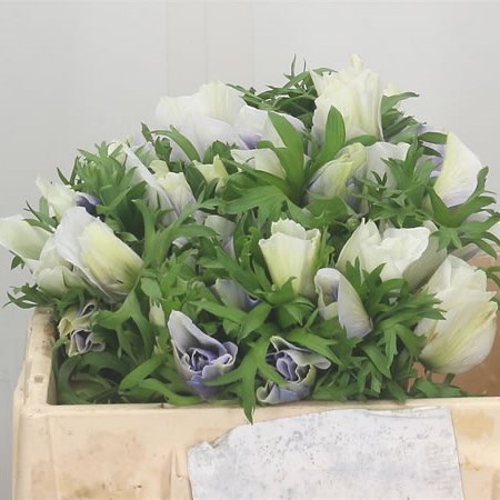 Anemone Mistral + Celeste