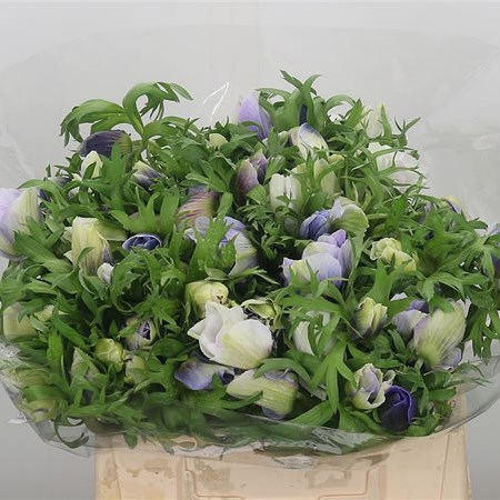 Anemone Mistral + Celeste