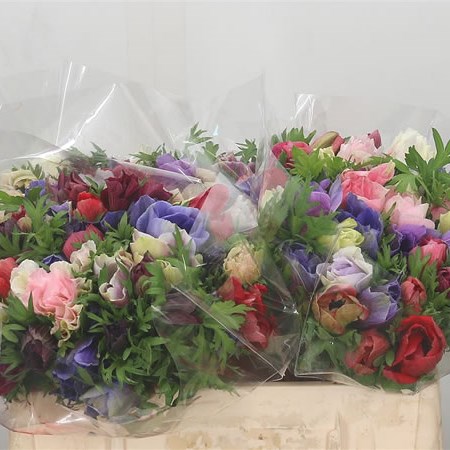 Anemone Mistral Mix