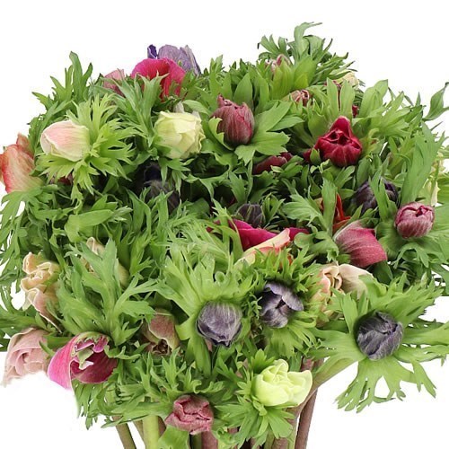 Anemone Mistral + Mix