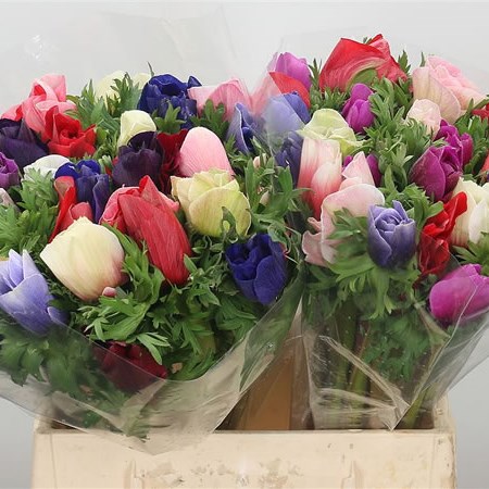 Anemone Mistral Mix