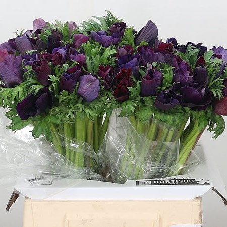 Anemone Mistral Purper Vinato