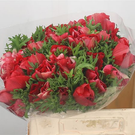 Anemone Mistral + Red